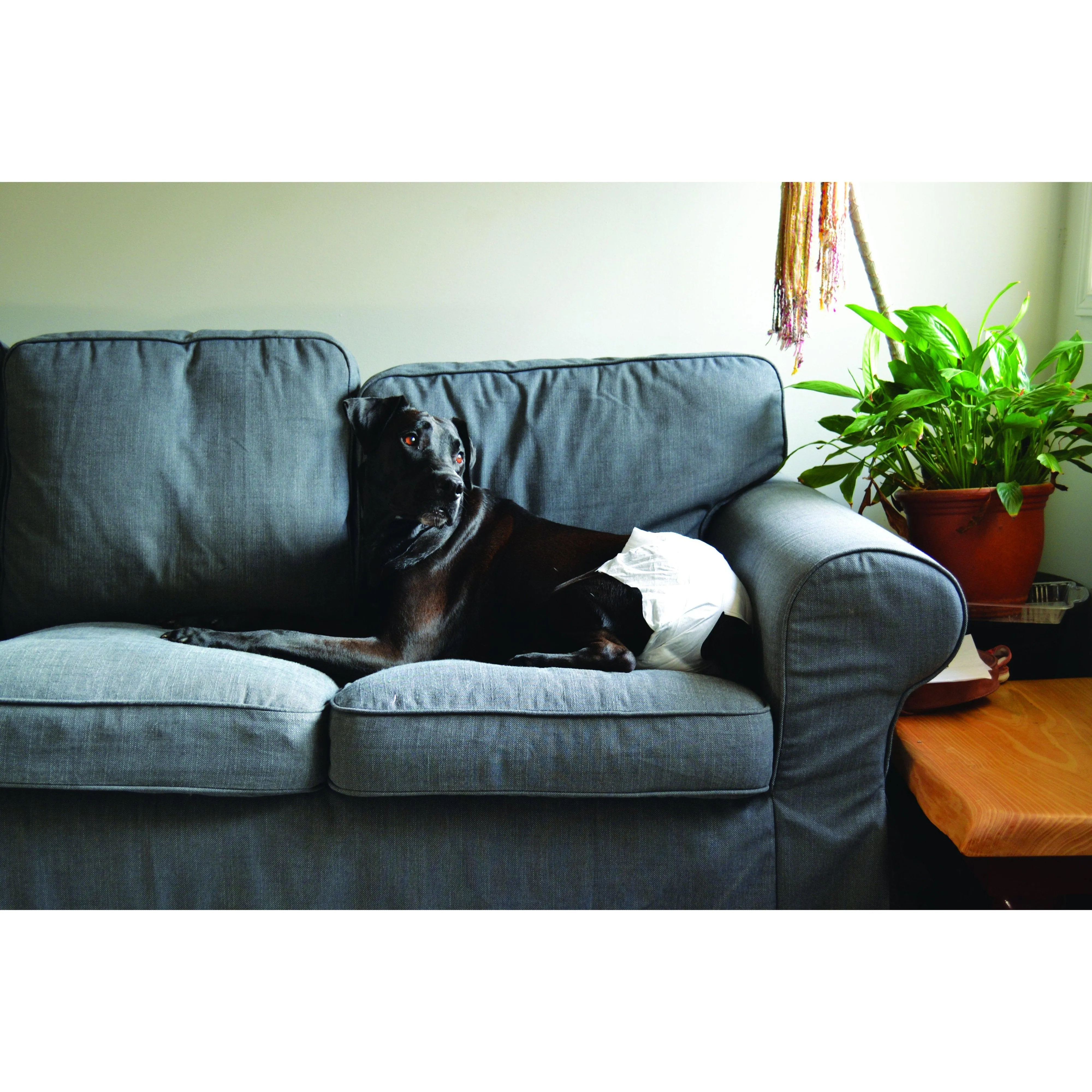 ZeeZ Disposable Dog Diaper Large 12 Pack