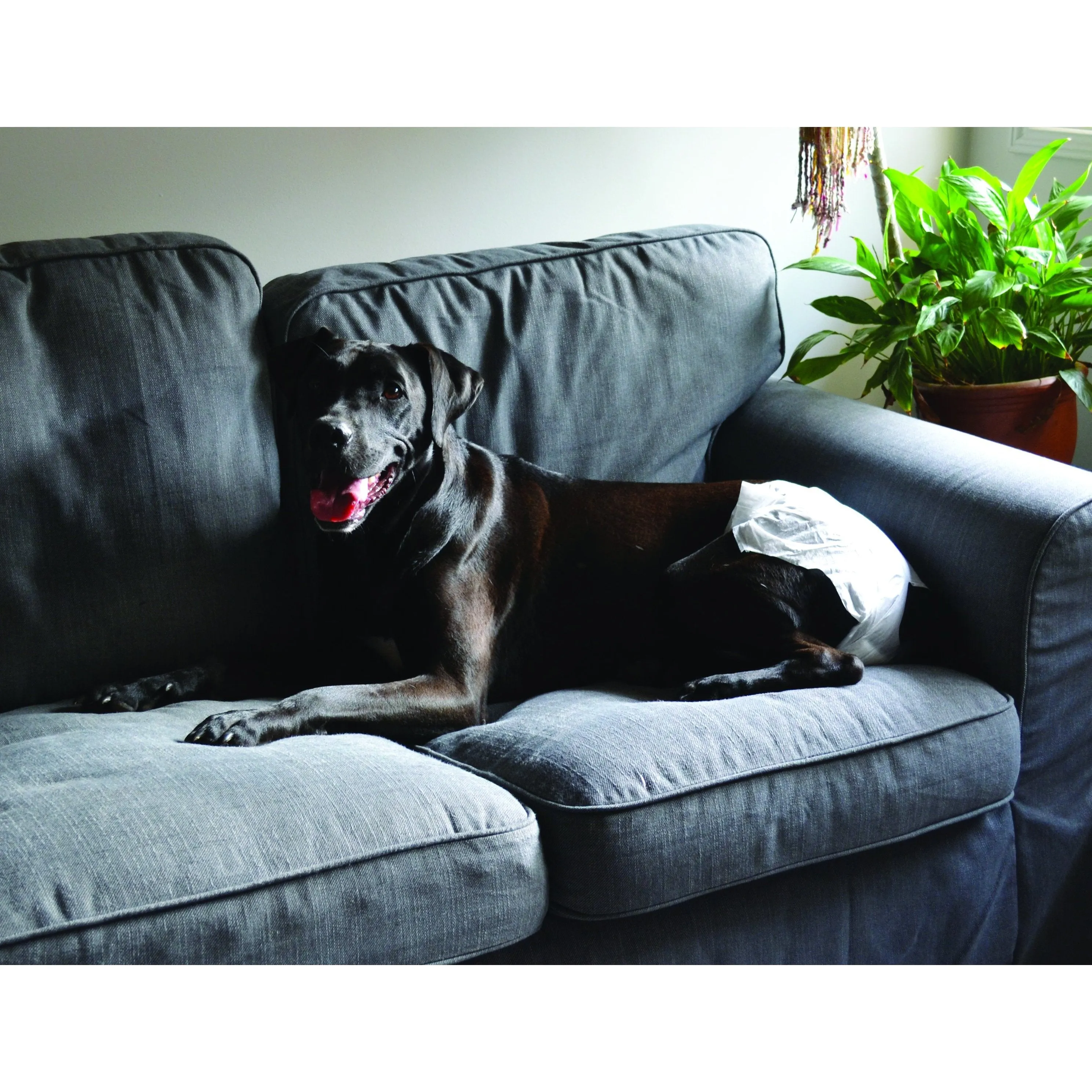 ZeeZ Disposable Dog Diaper Large 12 Pack